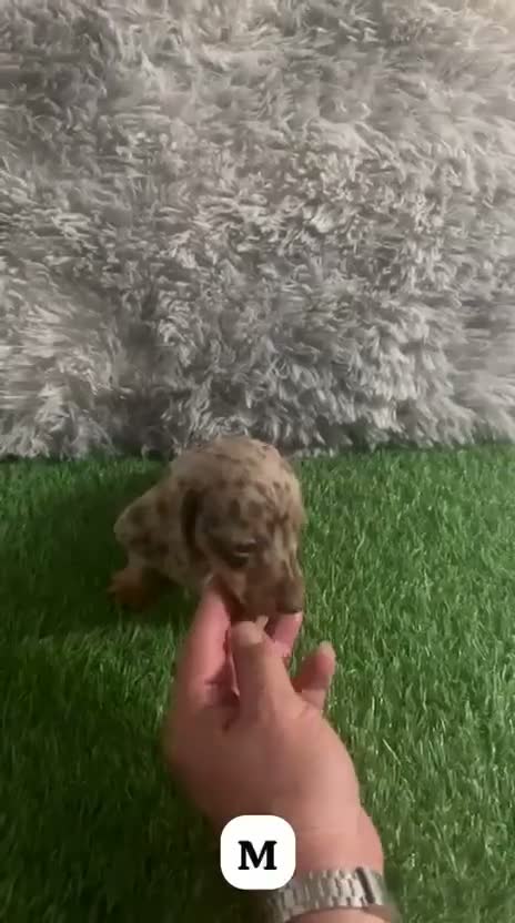 Teckel Miniatura perros en venta: TECKEL MINIATURA CHOCOLATE ARLEQUÍN  - Video 1