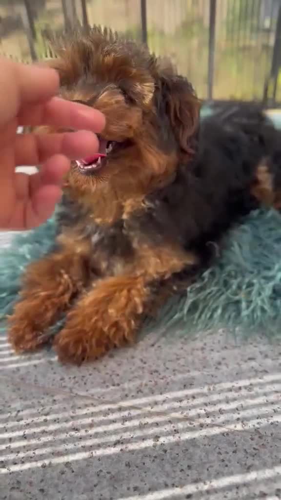 Yorkiepoo perros en venta: Yorkiepoo Minitoy  - Video 1