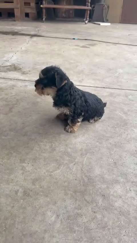 Yorkshire Terrier perros en venta: Yorkshire terrier macho cachorro - Video 1