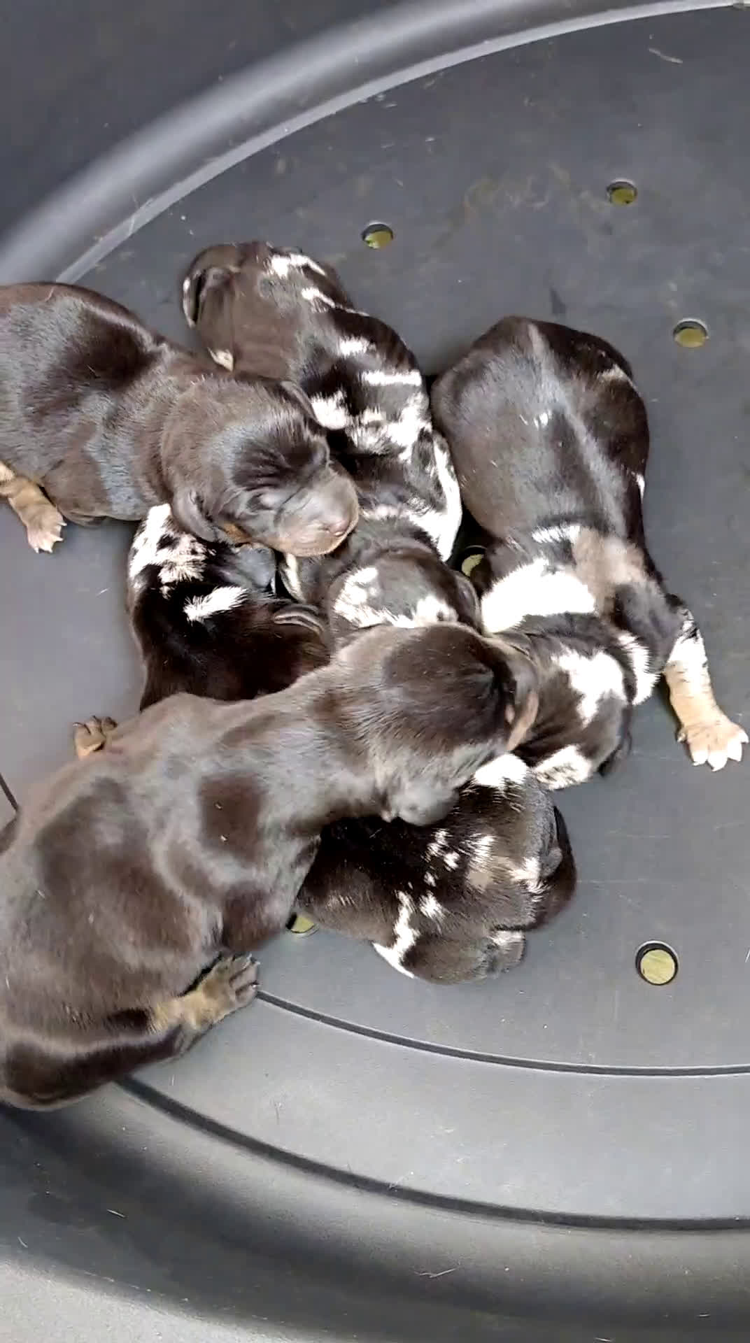Teckel perros en venta: Teckels arlequines - Video 1