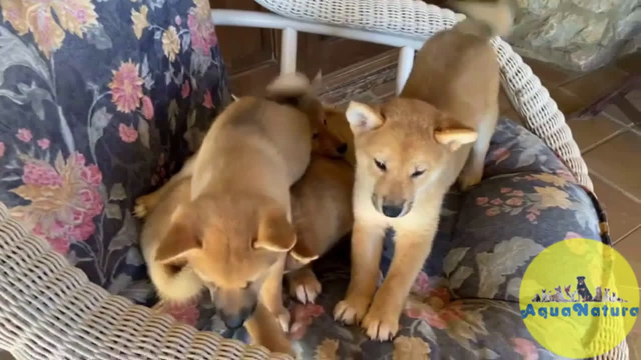 Shiba Inu perros en venta: Camada Shiba Inu de Magy - AQUANATURA en Barcelona - Video 1