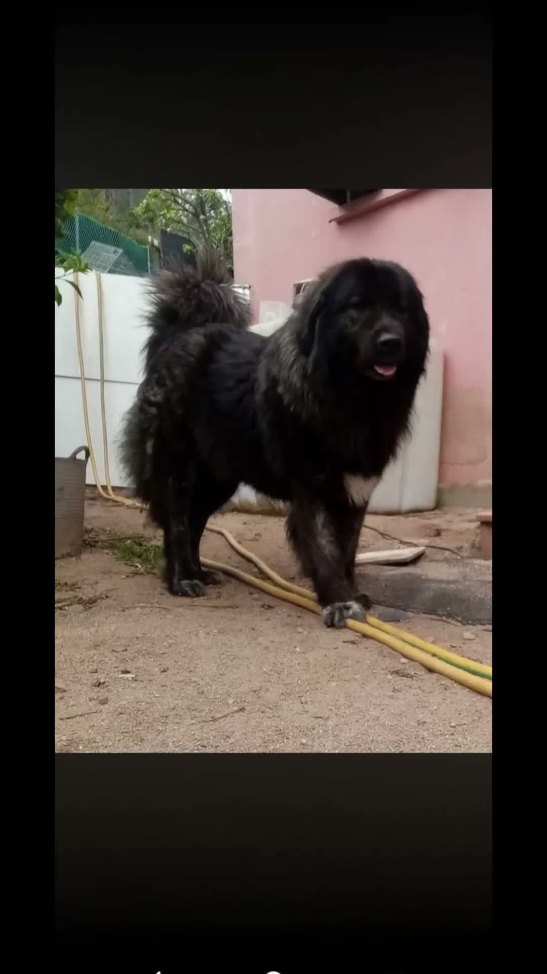 Pastor del Cáucaso perros en venta: Pastor del Cáucaso - Video 1
