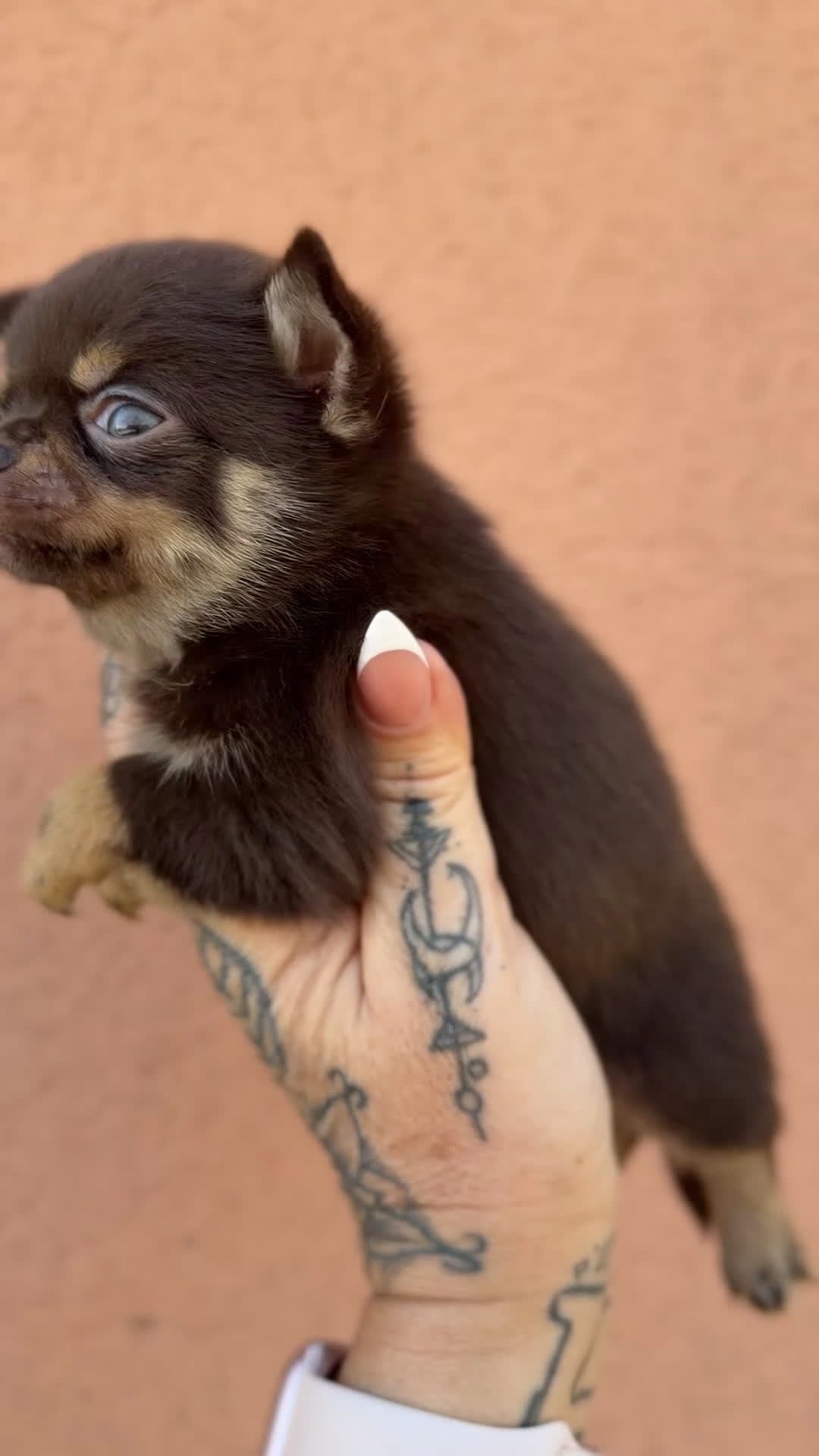 Chihuahua perros en venta: Chihuhua Microtoy  - Video 1