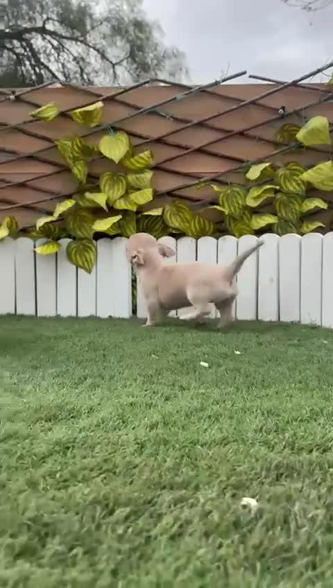 Chihuahua perros en venta: CHIHUAHUA HEMBRA - Video 3