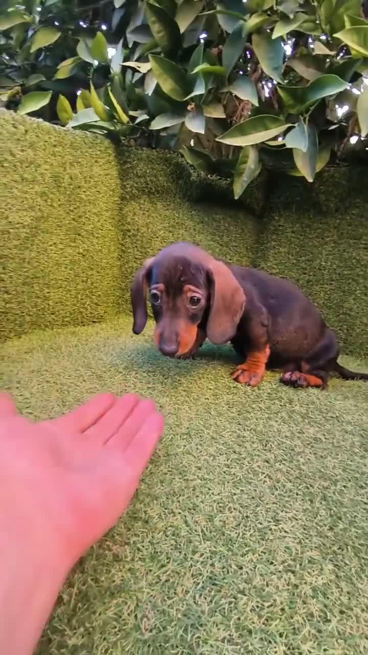 Teckel Miniatura perros en venta: teckel miniatura color jabali 2 machos  - Video 2