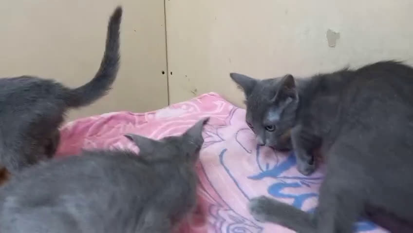 Azul Ruso gatos en venta: Azul ruso hembra  - Video 1