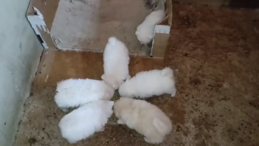 Pomerania perros en venta: CAMADA DE POMERANIAS DESDE 700 €  - Video 1