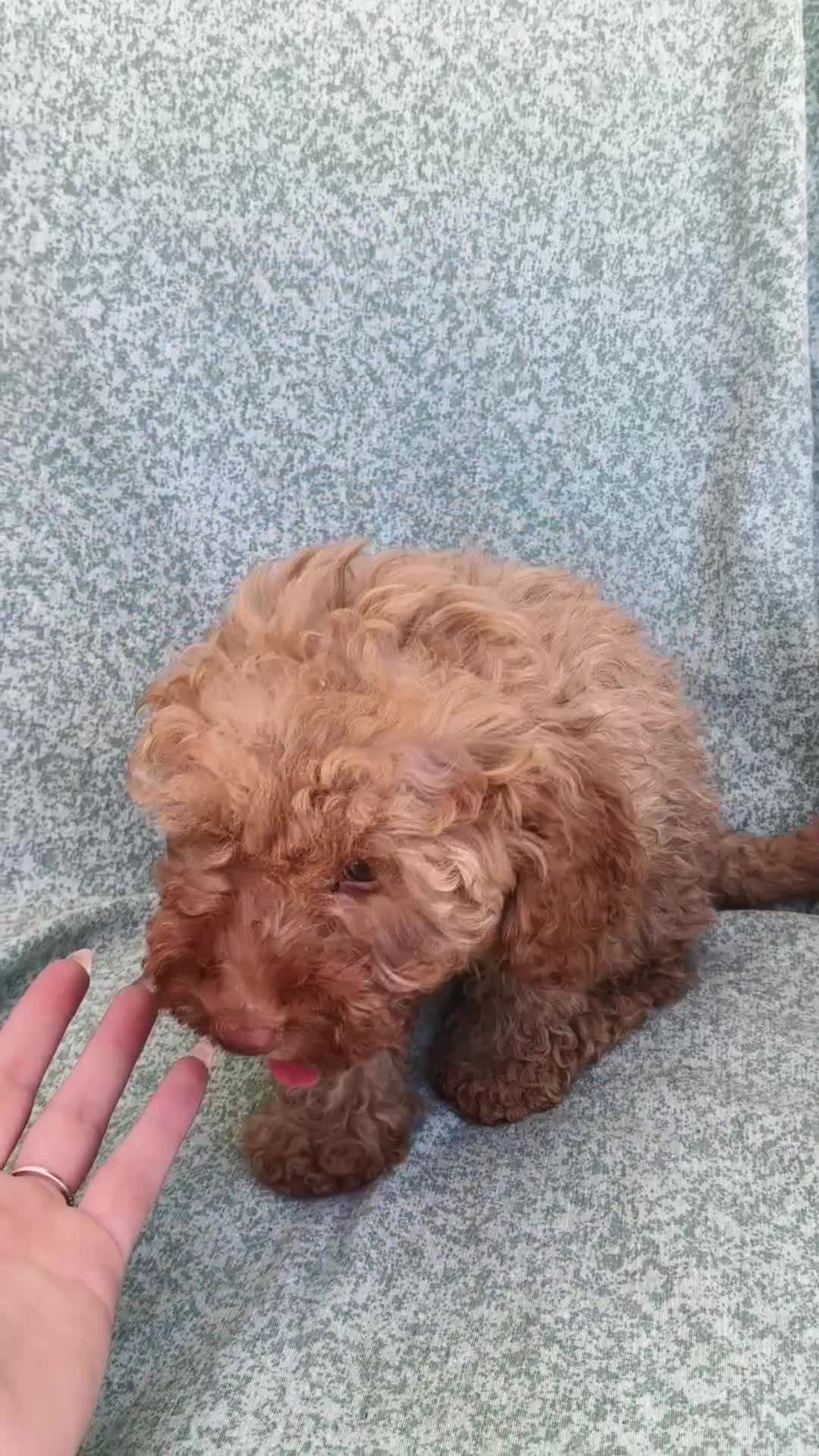 Caniche Toy perros en venta: Caniche toy - Video 1