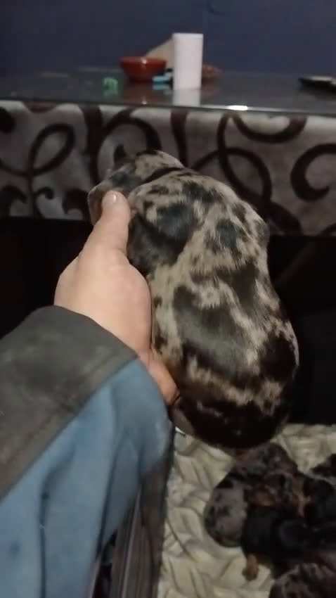 Teckel Miniatura perros en venta: Hembra teckel mini arlequín plata - Video 1