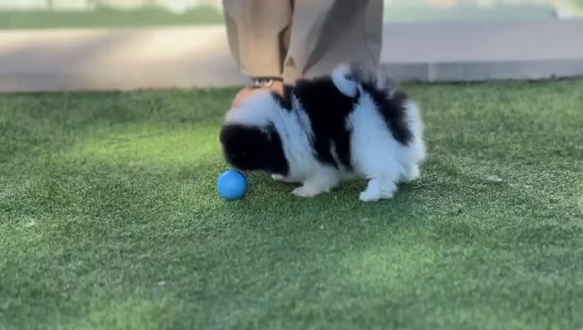 Pomerania perros en venta: Perros Pomeranios   - Video 3