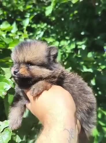 Pomerania perros en venta: Pomerania  - Video 4