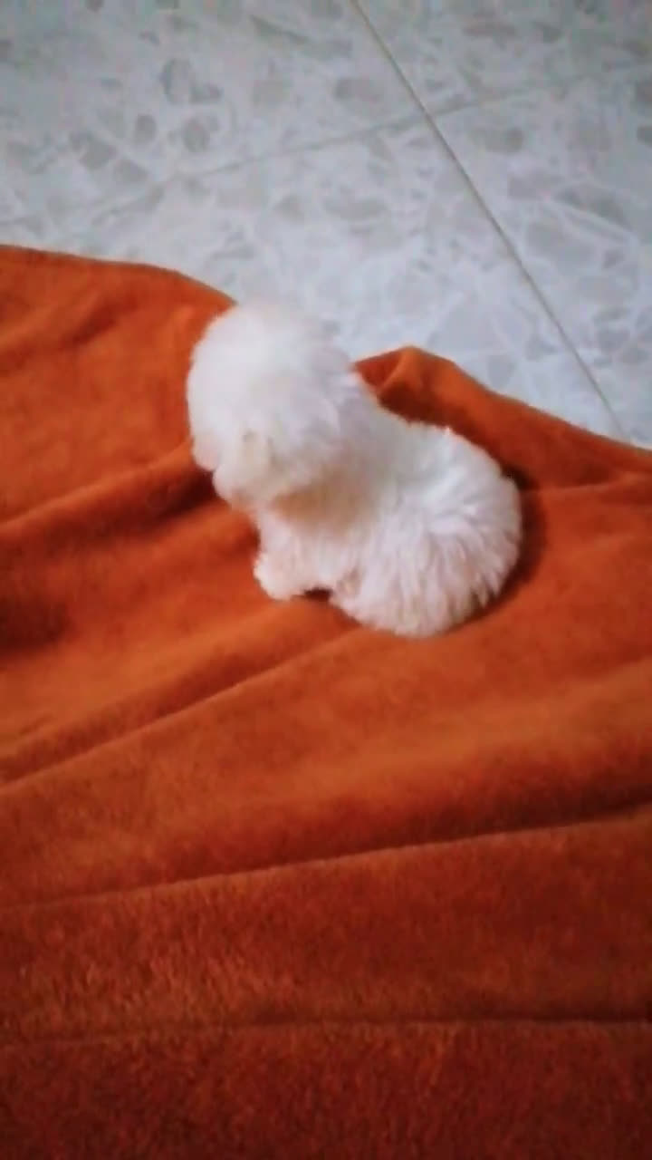 Bichón Maltés perros en venta: PRECIOSAS HEMBRITAS DE BICHÓN MALTÉS  - Video 1