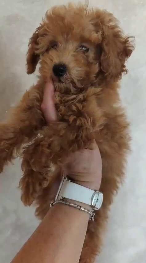 Caniche Toy perros en venta: Espectacular camada caniche toy  - Video 2