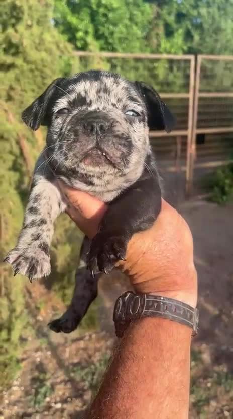 Bulldog Francés perros en venta: Bulldog francés black Merle - Video 1