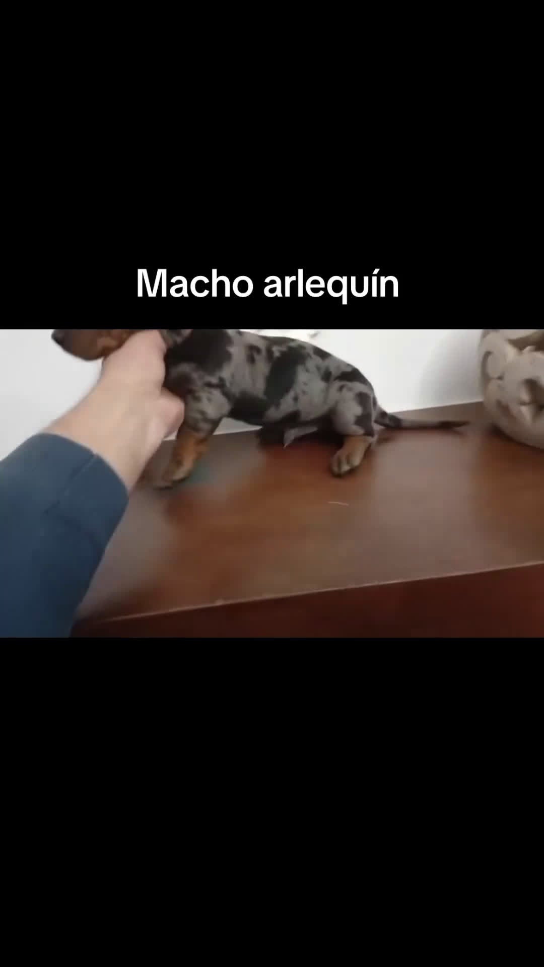 Teckel perros en venta: Teckel macho arlequín - Video 1
