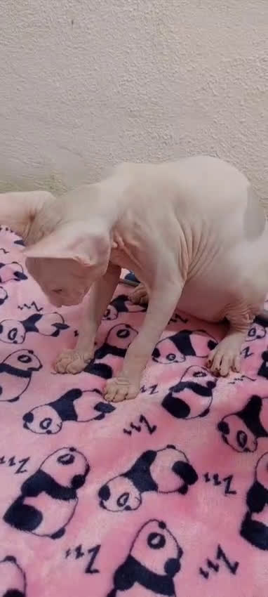 Sphynx gatos en venta: Preciosa hembrita ojos claros  - Video 1