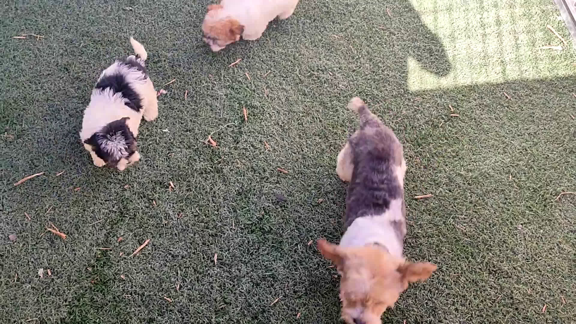 Raza Mixta perros en venta: Cachorrita Malvi - Video 1