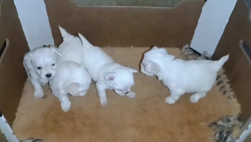 Bichón Maltés perros en venta: BICHÓN MALTÉS - Video 1