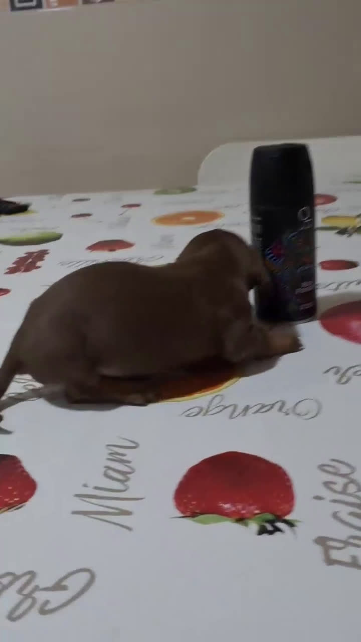 Teckel perros en venta: 🐾 TECKEL KANICHEN MACHOS – CRIADOS CON AMOR 🐾 - Video 3