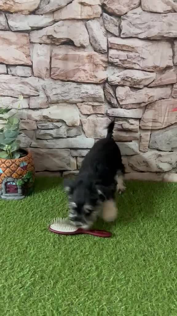 Schnauzer Miniatura perros en venta: SCHNAUZER MINI HEMBRA - Video 1
