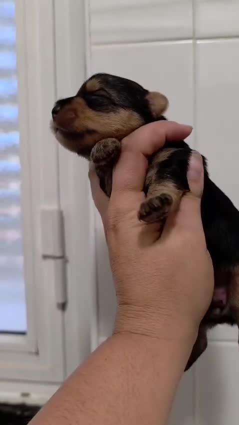 Yorkshire Terrier perros en venta: Camada de Yorkshire - Video 1