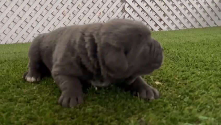 Cane Corso perros en venta: CAMADA DE CANE CORSO - Video 1