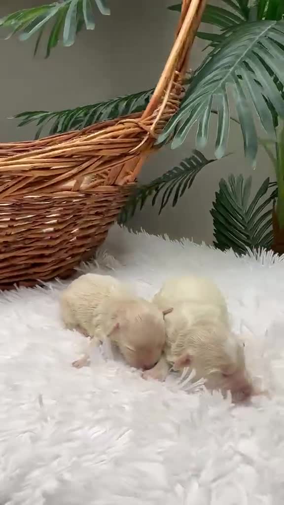 Maltipoo perros en venta: MALTIPOO - Video 2