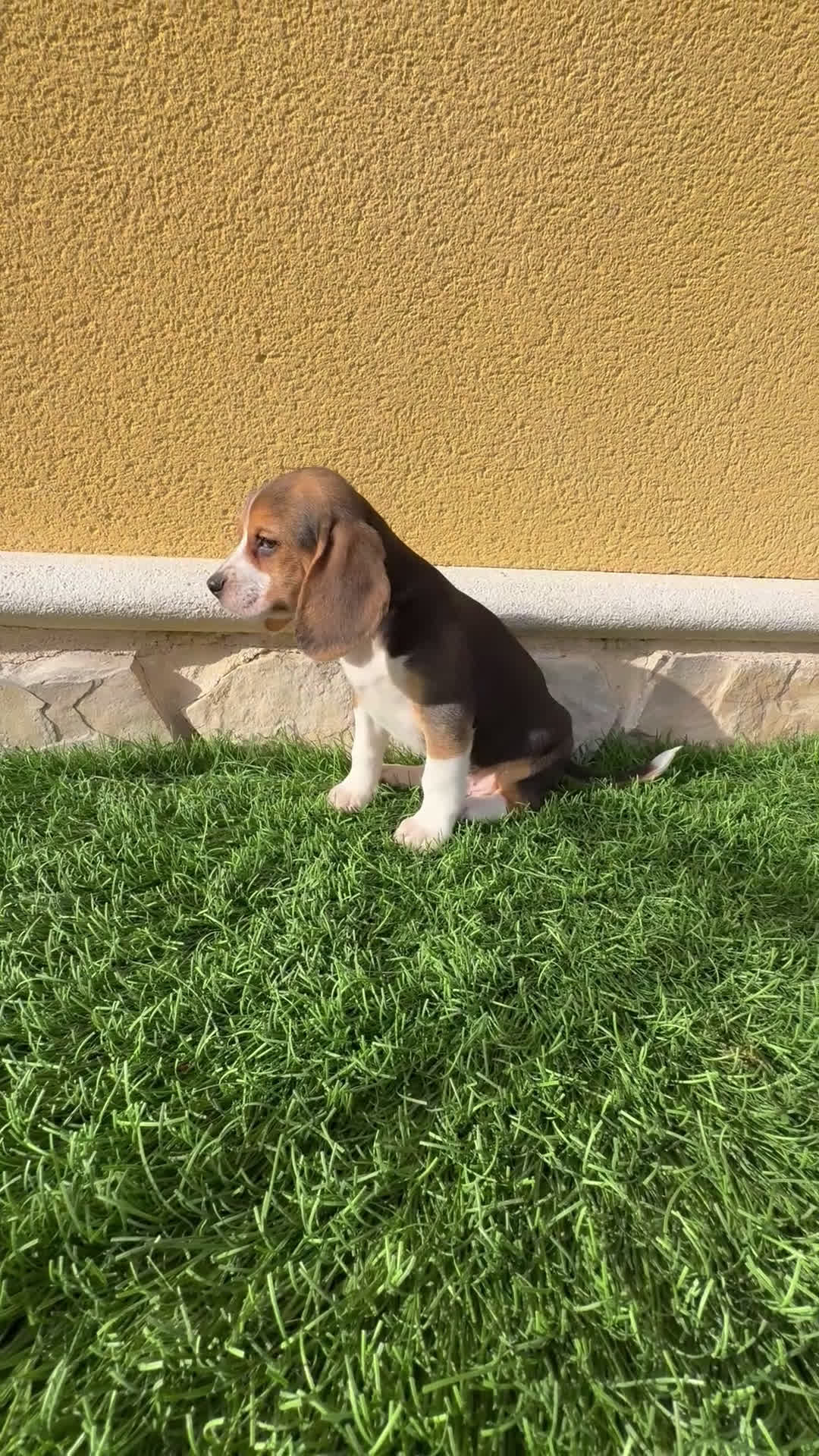 Beagle perros en venta: Beagle cachorro macho línea francesa  - Video 1