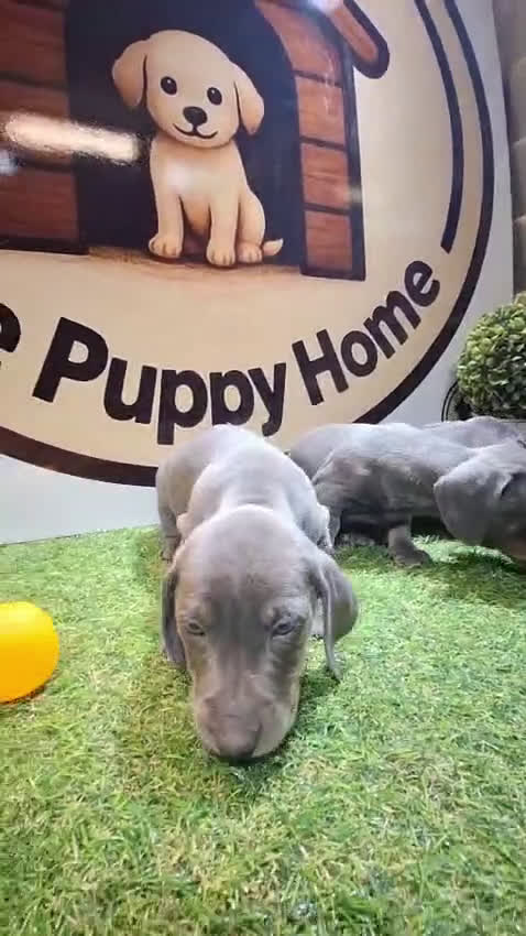 Teckel Miniatura perros en venta: Teckel miniatura - Video 1