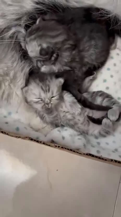 Persa gatos en venta: Gatos persas - Video 1