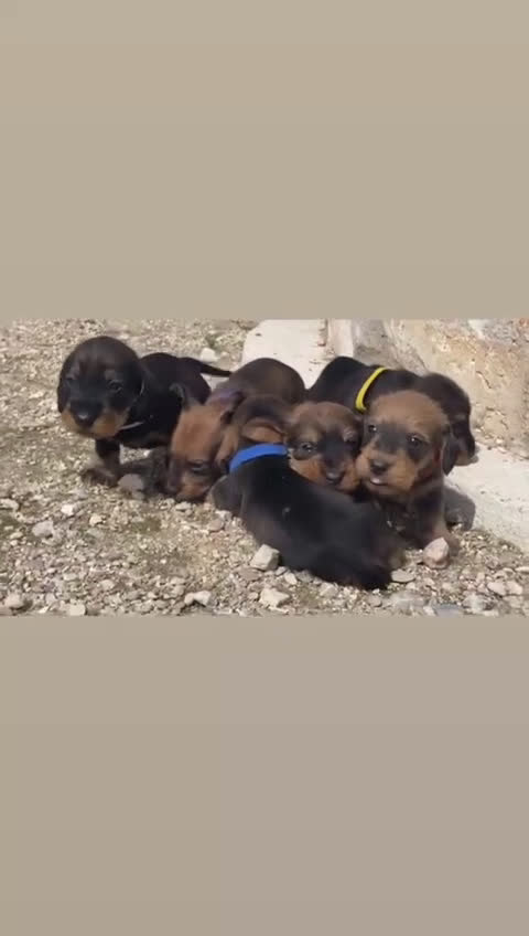 Teckel perros en venta: Precisos cachorros teckel pelo duro  - Video 1