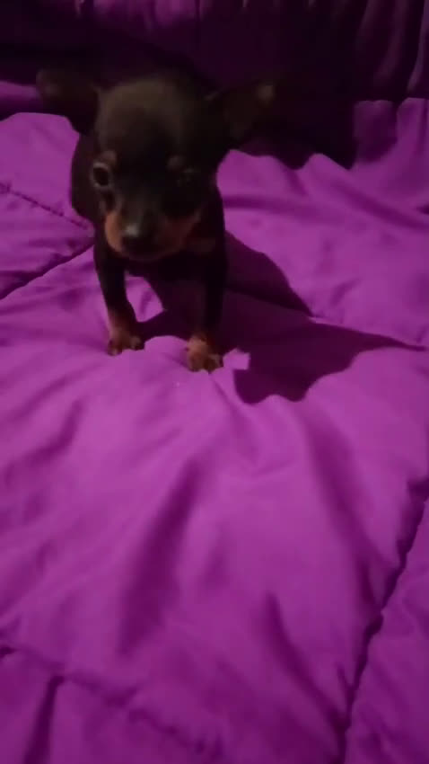 Pinscher Miniatura perros en venta: Cachorros de mini piña Her Toy  - Video 2