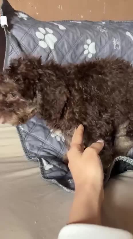 Perro de Agua Español perros en venta: Última hembra de perro de aguas!! - Video 1