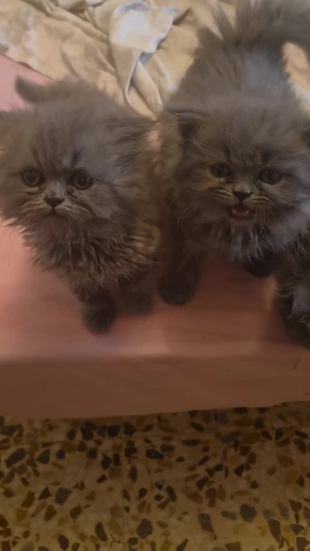 Persa gatos en venta: Gatos persas  - Video 1