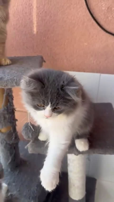 Persa gatos en venta: PERSAS - Video 1