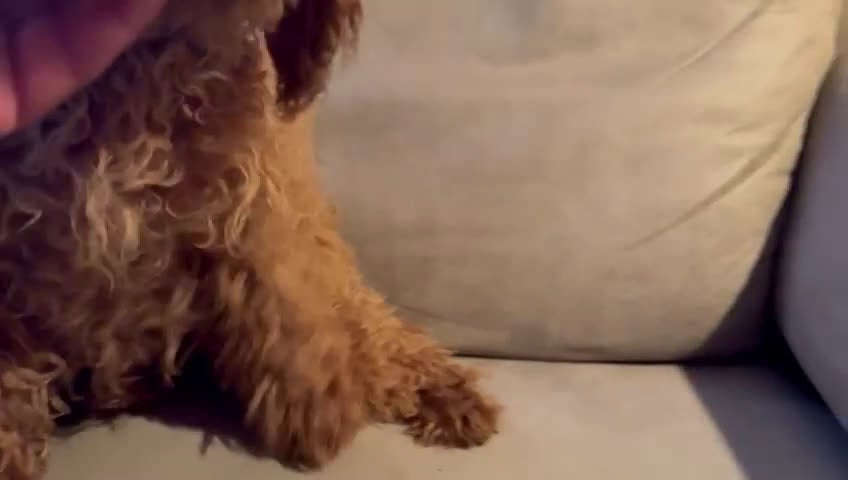 Cavapoo perros en venta: Cavapoo comprar   - Video 5