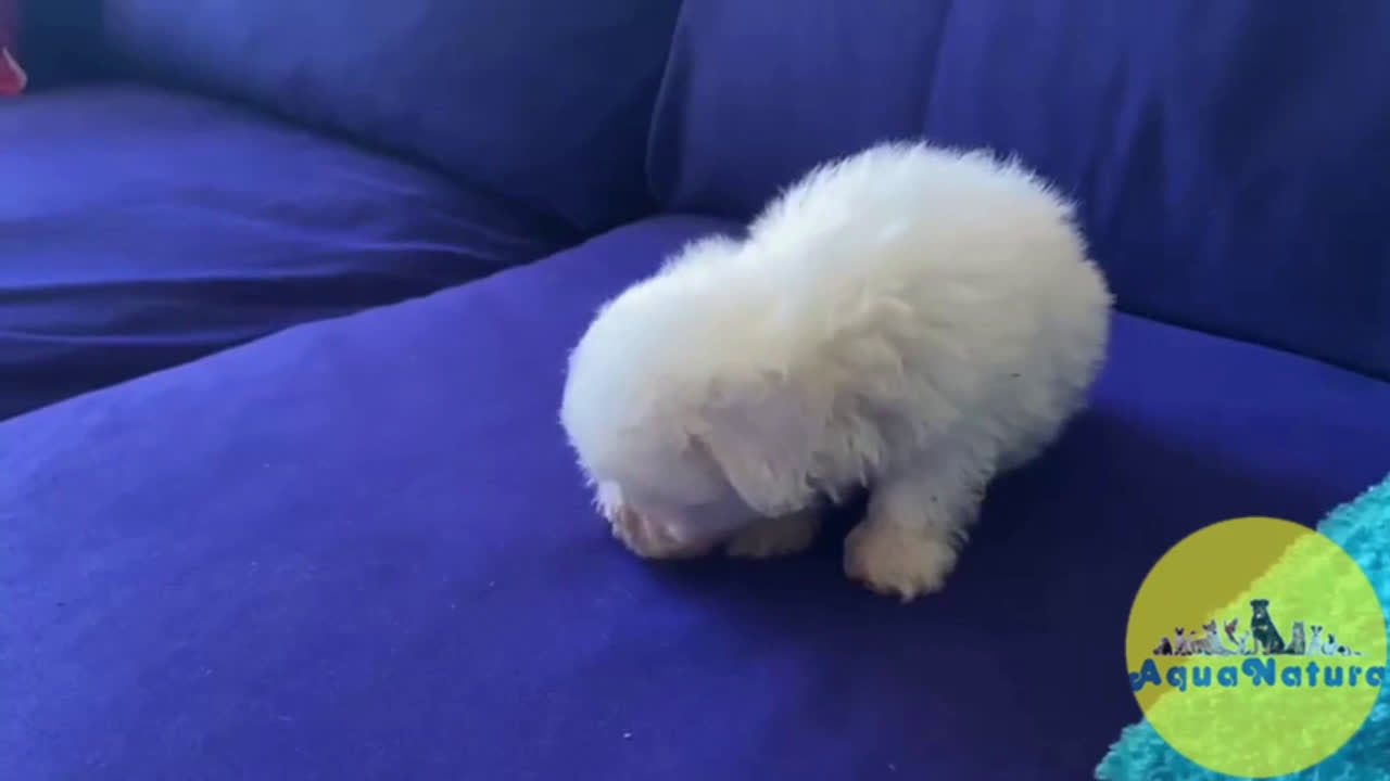 Bichón Habanero perros en venta: Bichon Habanero Hembra 6938 de Locaty - AQUANATURA en Barcelona - Video 1