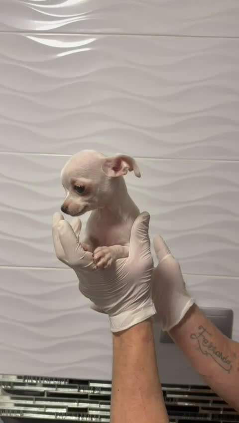 Chihuahua perros en venta: Chihuahua Minis - Video 2