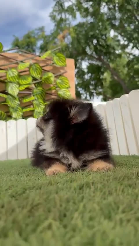 Pomerania perros en venta: POMERANIA HEMBRA LISTA PARA ENTREGAR - Video 1