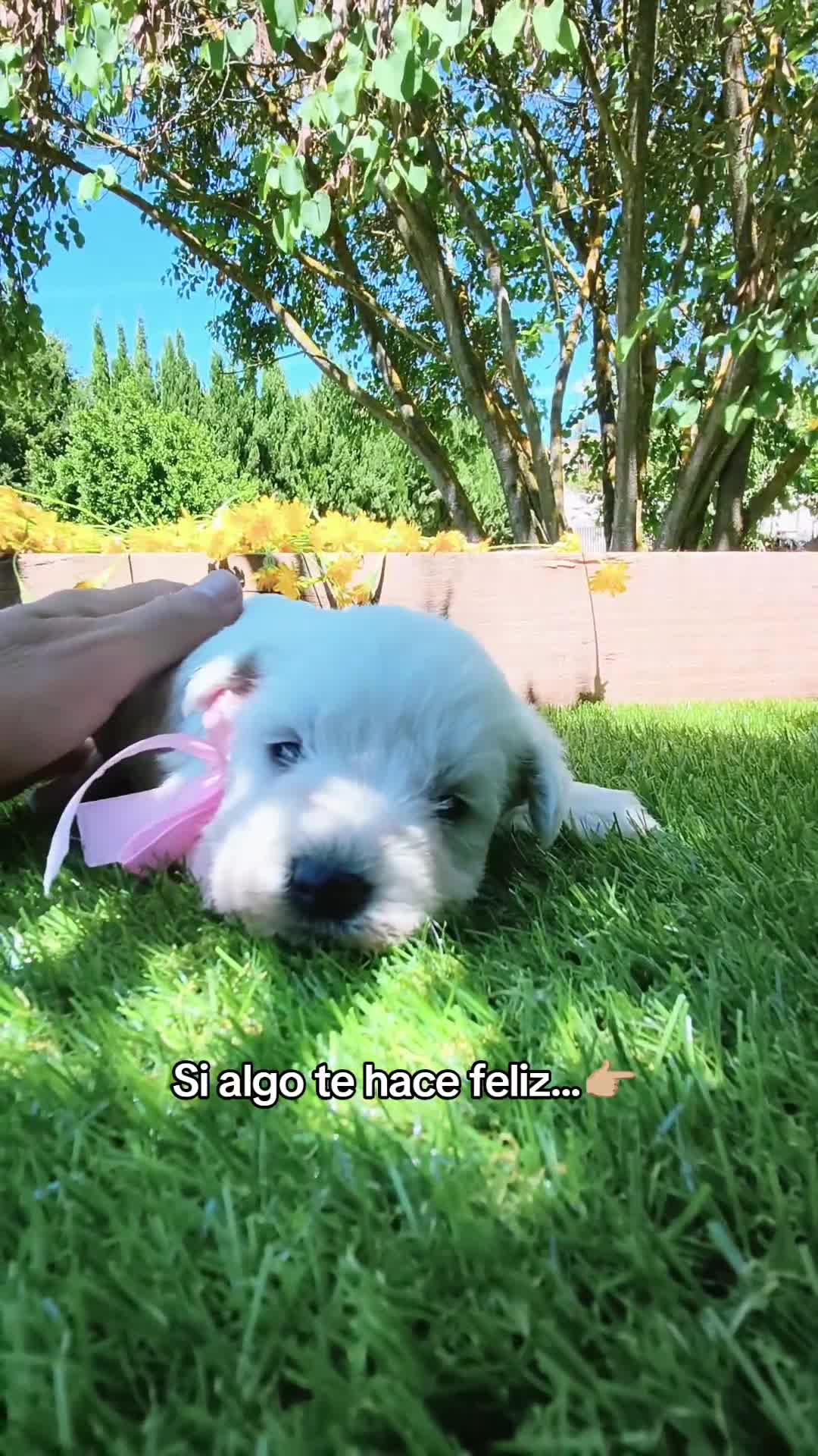 Schnauzer Miniatura perros en venta: Espectaculares schnauzer miniatura blancoss 😍❤️ - Video 2
