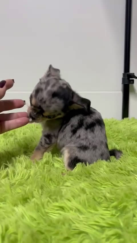 Chihuahua perros en venta: Chihuahua toy merle - Video 1