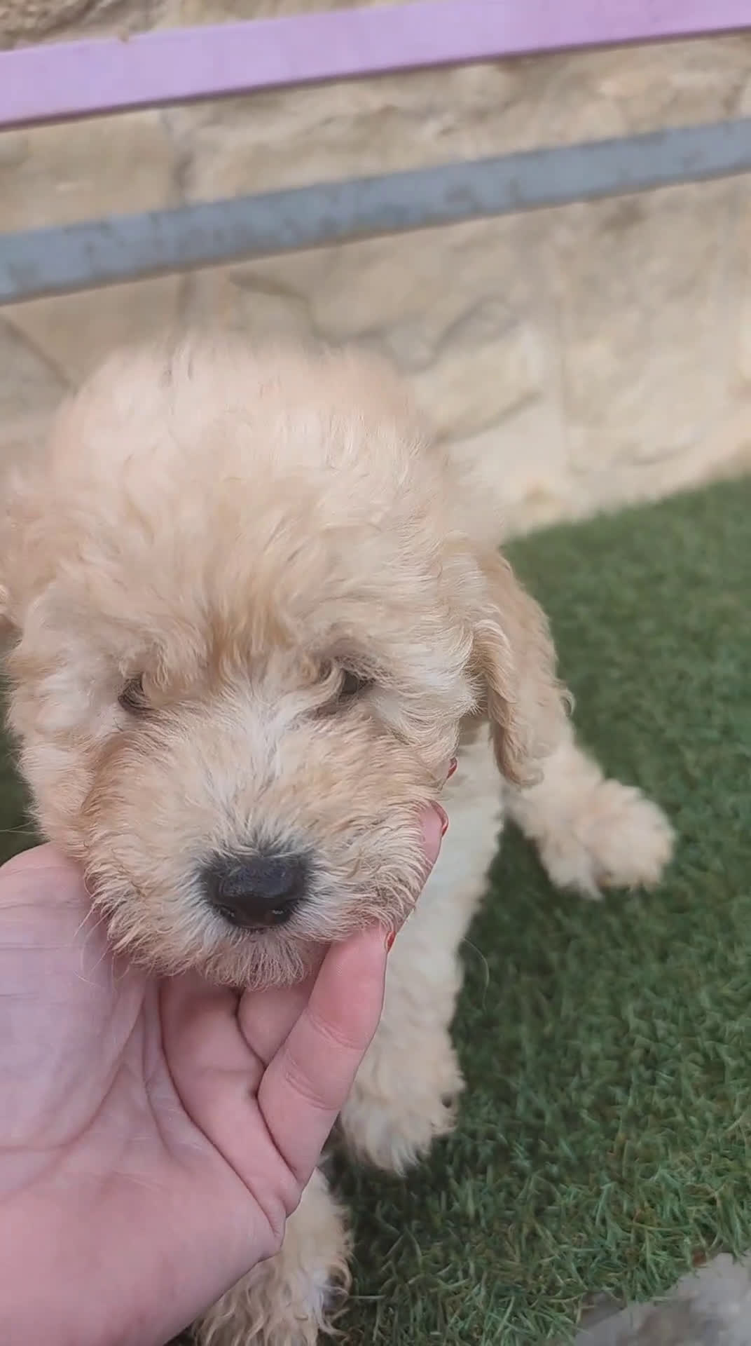 Caniche Toy perros en venta: Caniche macho apricot - Video 2