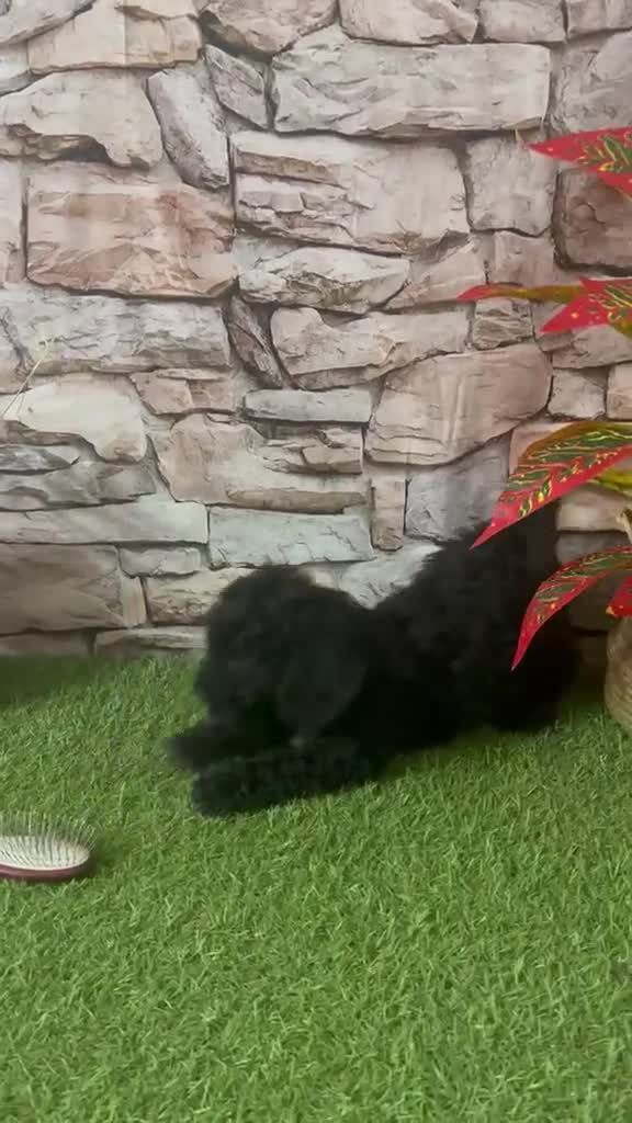 Caniche Toy perros en venta: CANICHE NEGRO MINI TOY - Video 3