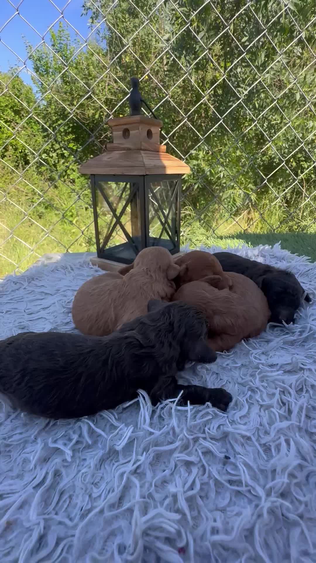 Caniche Enano perros en venta: Increíble camada de Caniche - Video 1