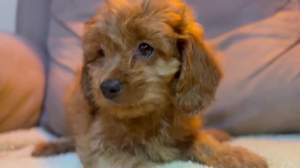 Cavapoo perros en venta: Cavapoo hembra  - Video 1