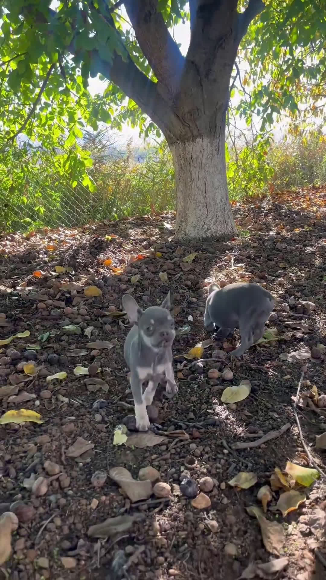 Bulldog Francés perros en venta: Cachorros de bulldog francés  - Video 1