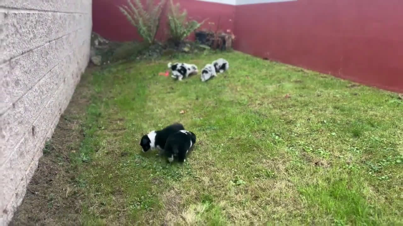 Pastor Miniatura Americano perros en venta: Cachorros pastor miniatura americano  - Video 2