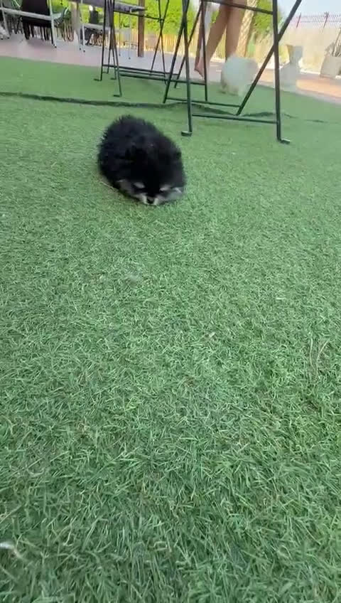 Pomerania perros en venta: Pomerania miniatura - Video 1