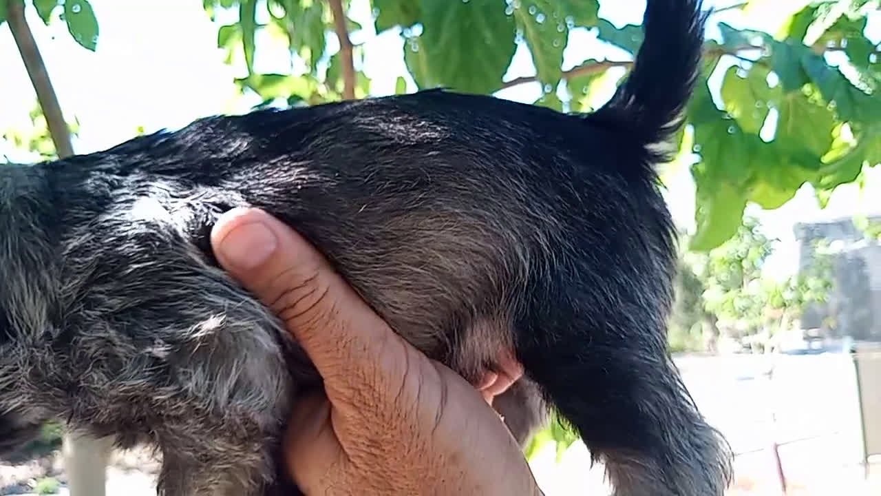 Schnauzer Miniatura perros en venta: Schnauzer Mini  - Video 2