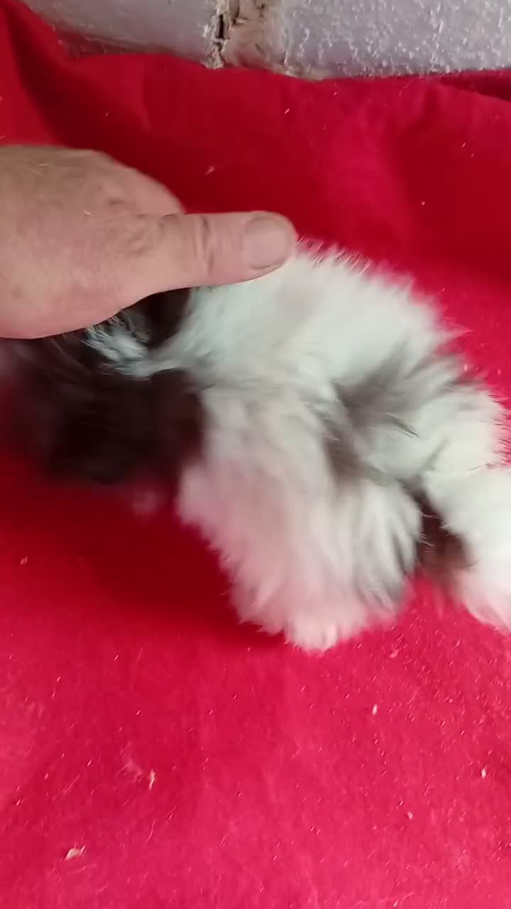 Pomerania perros en venta: Pomerania Mini Toy - Video 2